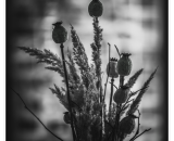 810_2610-Edit