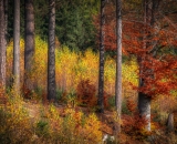750_1116-Edit