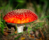 750_4379-Edit