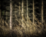 850_2269-Edit