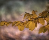850_2317-Edit-3