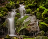 NEF_0115