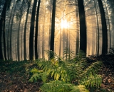 NEF_6586