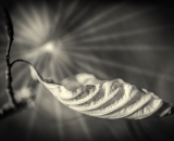810_1675-Edit