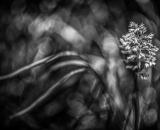 850_9053-Edit-topaz-denoise-2