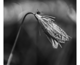 DSC_2525-Edit-2