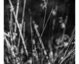 DSC_3621