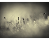 DSC_5332-Edit-2