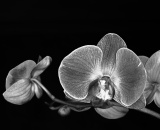DSC_6378