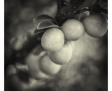 DSC_7053-Edit