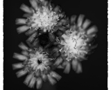 DSC_8706-Edit