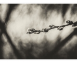 NEF_1236-Edit