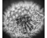 NEF_2926-Edit