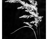 NEF_6004-Edit