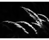 NEF_6062-Edit-2