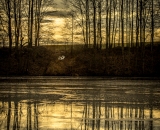 NEF_0857