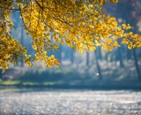 NEF_6459