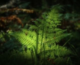 DSC_0036-Edit