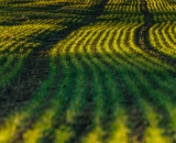 Předjaří na Vysočině.