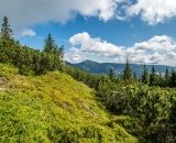 NEF_4747
