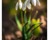 750_2546-Edit-topaz-denoise