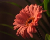 Kytka, Monika narozeniny