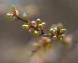 Koronavirová procházka v Adole..