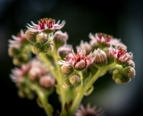 Tak tohle mi valí na balkoně.. Kozel zahradník :)