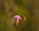 Tamron 180mm f/3,5 SP AF Macro