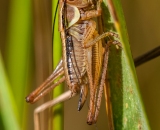 DSC_4359