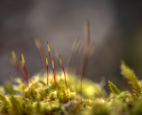 750_2415-Edit