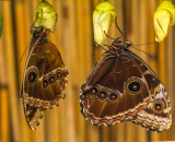 Takhle se tam na bidýlku líhnou.Foceno přes sklo (naštěstí docela čísté:)