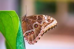 motýli Papilonia