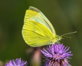 Tamron 180mm f/3,5 SP AF Macro - opticky naprosto úžasné sklo, stejně tak mechanické provedení. Bohužel bez stabilizace a bez vlastního ostření :( Takže bez stativu ani ránu..