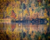 NEF_0663