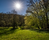 NEF_2235