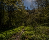 NEF_2239