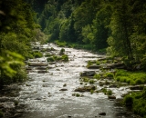 NEF_8151