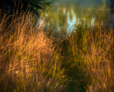 810_8772-Edit