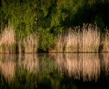 NEF_7815