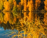 rakosi