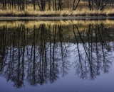NEF_7295