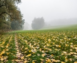 Klasické podzimní mlhy na Sázavě.. říjen 2007, Nikon D80 + seťák 18-135. Ty stromy vlevo už zde nejsou - cyklostezka :(