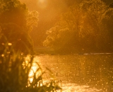Řeka usíná.. Sázava ve večerním zapadajícím slunci s tisíci muškami nad vodou..