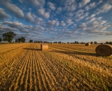 NEF_5311