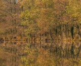 V záplavě listí.. Sigma 50-200 DC OS HSM