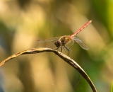 Sigma 150-500mm f/5,0-6,3 APO DG OS HSM