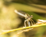 V "ústech" má ještě zbytky mouchy..