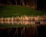 NEF_7510
