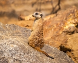 ZOO Jihlava, Sigma 70-300 APO